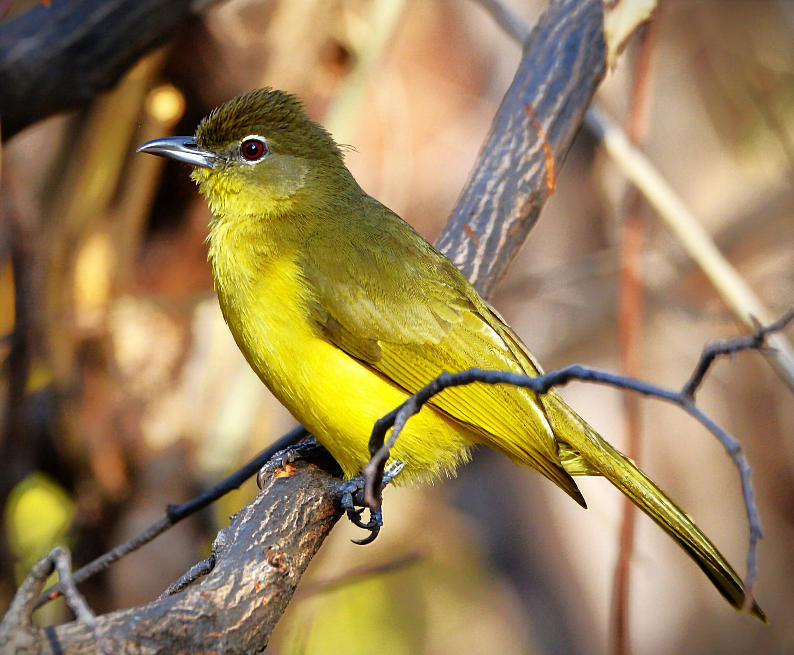 image Yellow-bellied Greenbul